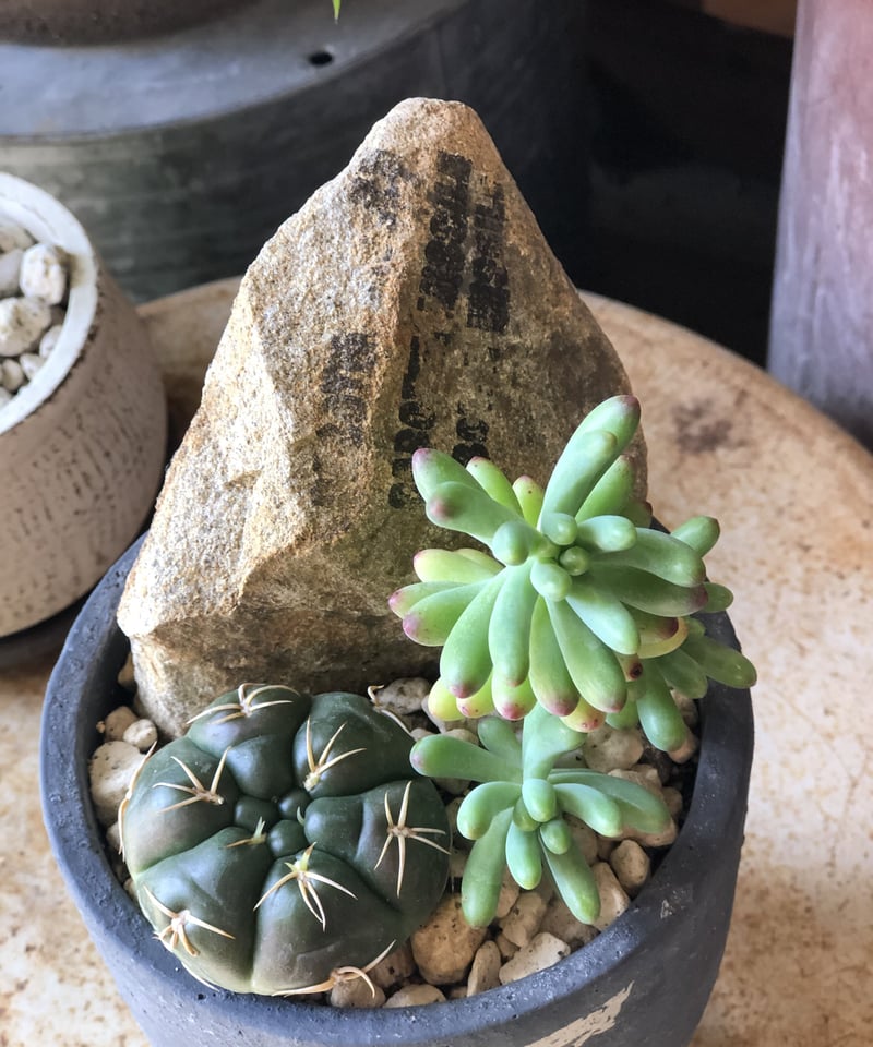 1点もの】 岩 寄せ植え | ¨MONKEY TREE¨ by SABOTEN MISSILE