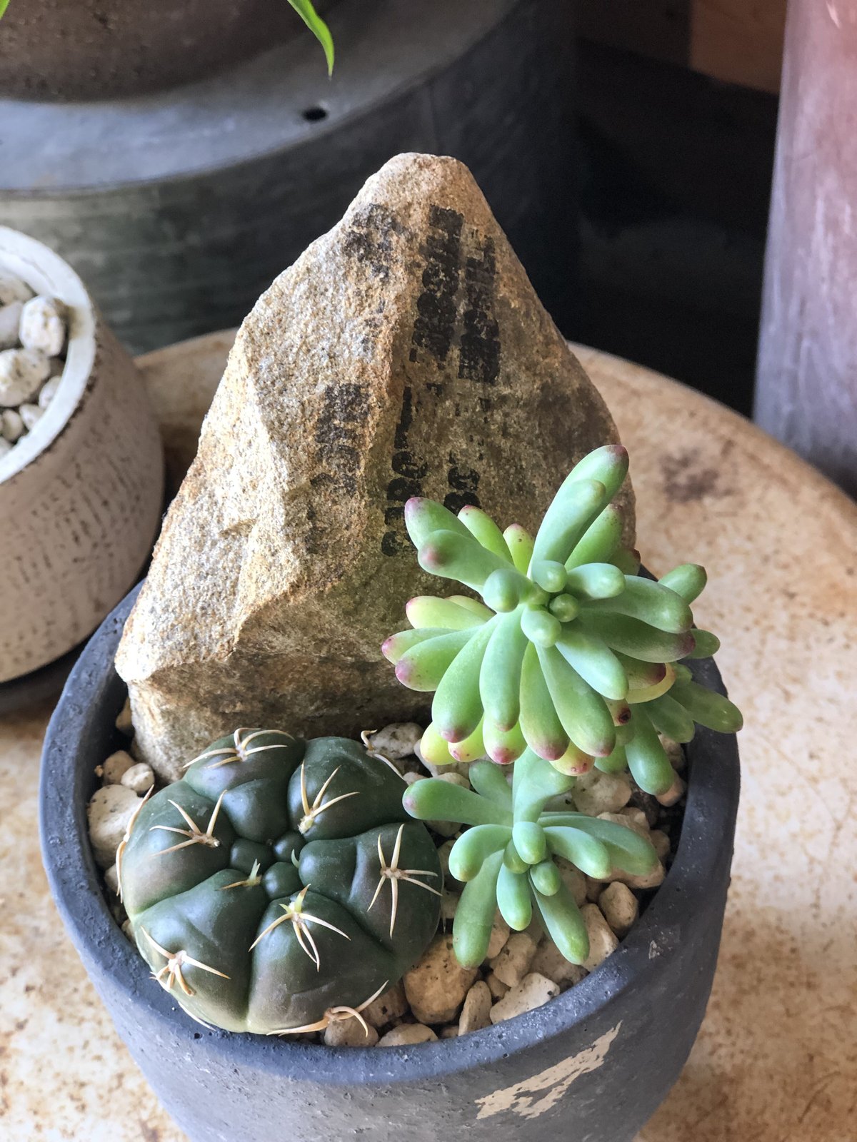 多肉植物 寄せ植え 軽石鉢 エケベリア セダム ネルソル なし ロックガーデン 多肉植物 寄せ植え 軽石鉢 エケベリア セダム ネルソル なし