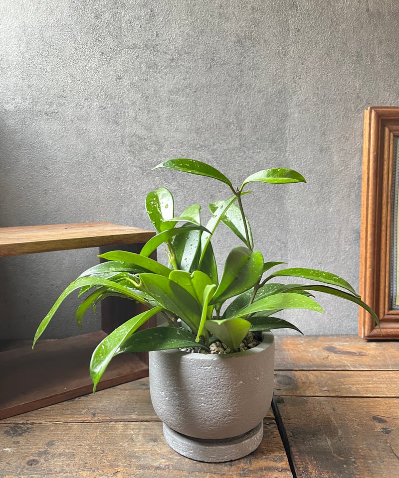 Hoya Pubicalyx silverghost ホヤ 吊り鉢 株立ち ホヤ