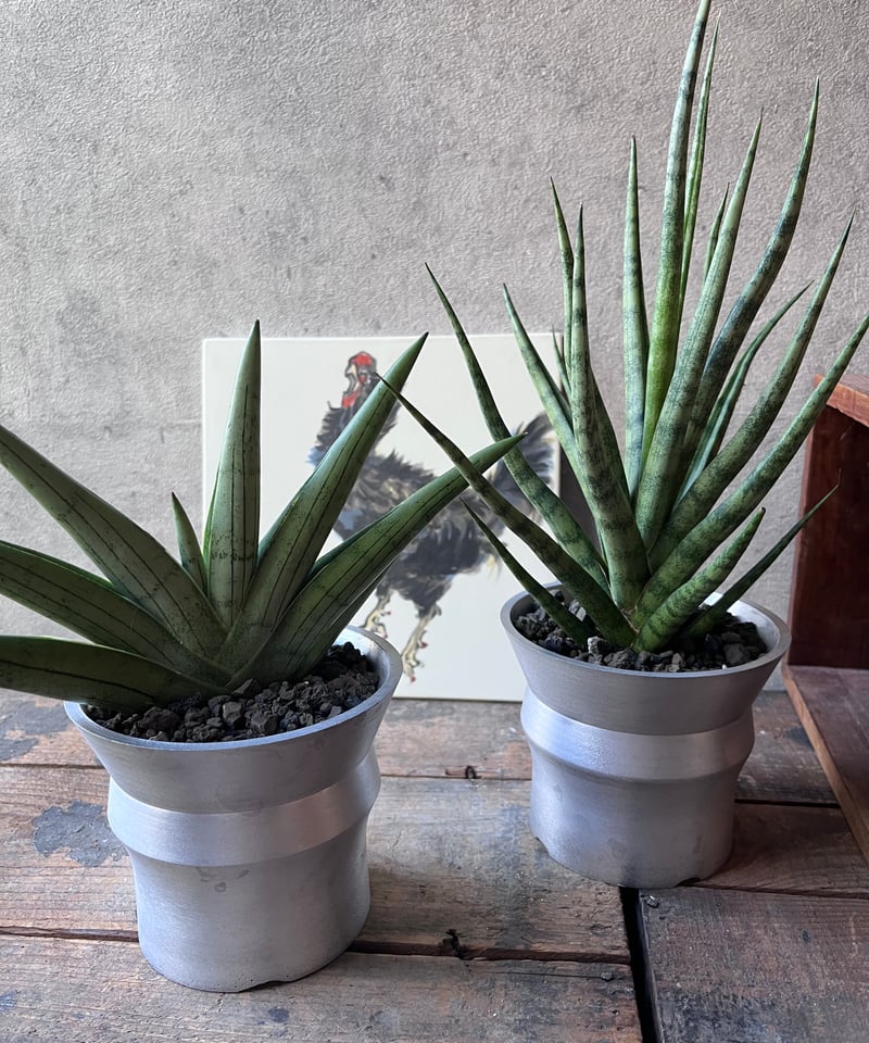 Sansevieria 'Silver Crown'サンスベリア'シルバークラウン'／Sans