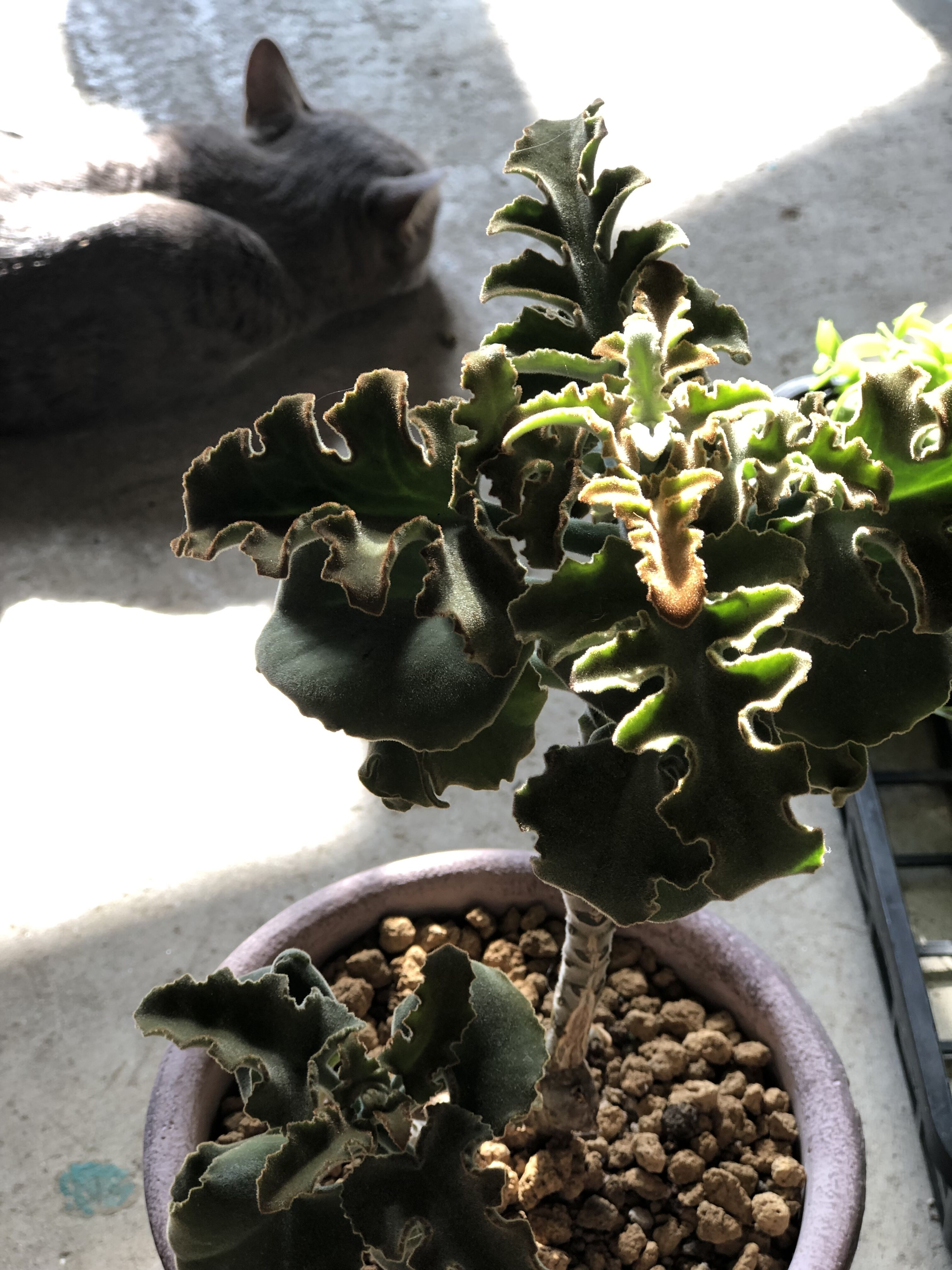 1点もの】Kalanchoe behalensis カランコエ ベハレンシス ミニマ | ¨