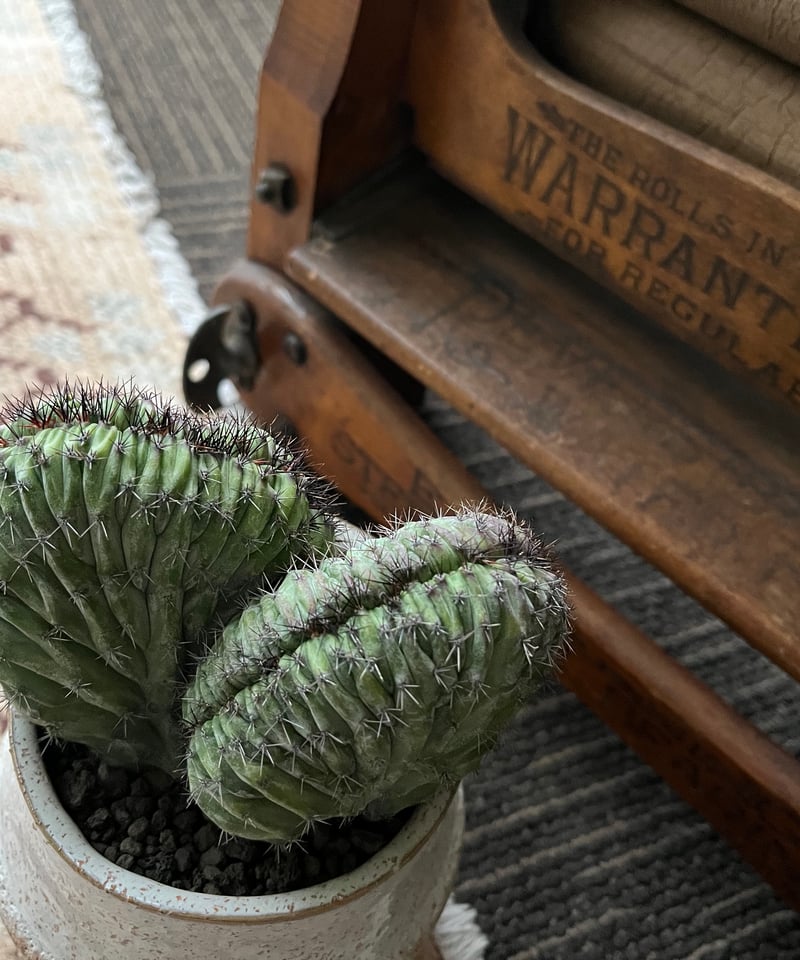 1点もの】Polaskia chichipe silver crystata 雷神閣綴化 | 1点もの】Polaskia chichipe silver crystata 雷神閣綴化 |