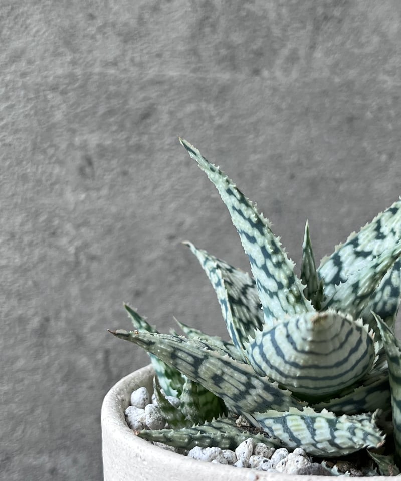 Aloe 'Blizzard' アロエ ブリザード | ¨MONKEY TREE¨ by SA