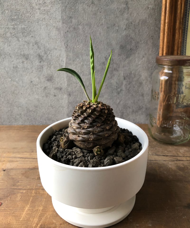 A052 ユーホルビア鉄甲丸Euphorbia bupleurifolia 2株 isla del pescado - Euphorbia bupleurifolia-鉄甲丸