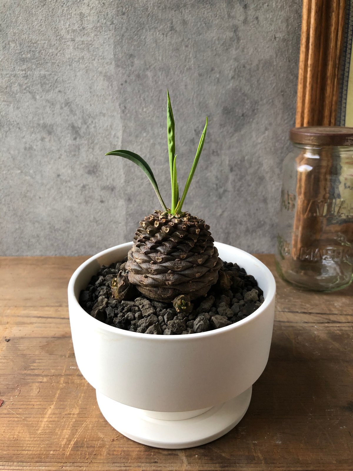 1点もの】Euphorbia bupleurifolia 鉄甲丸 | ¨MONKEY TRE