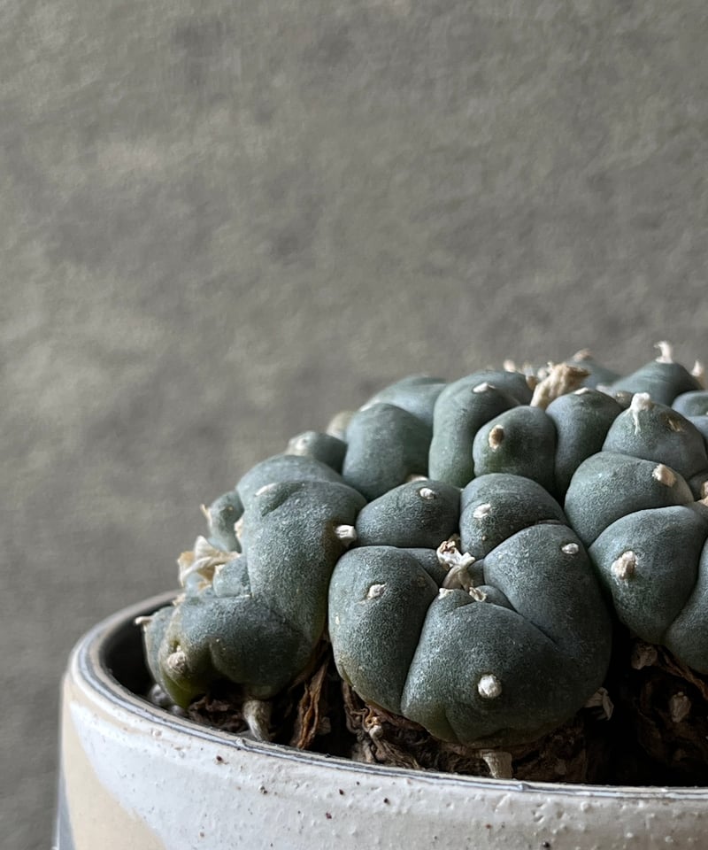22 烏羽玉　鉢付　Lophophora williamsii Lophophora williamsii ロフォフォラ 烏羽玉 ウバダマ | ¨MONKEY