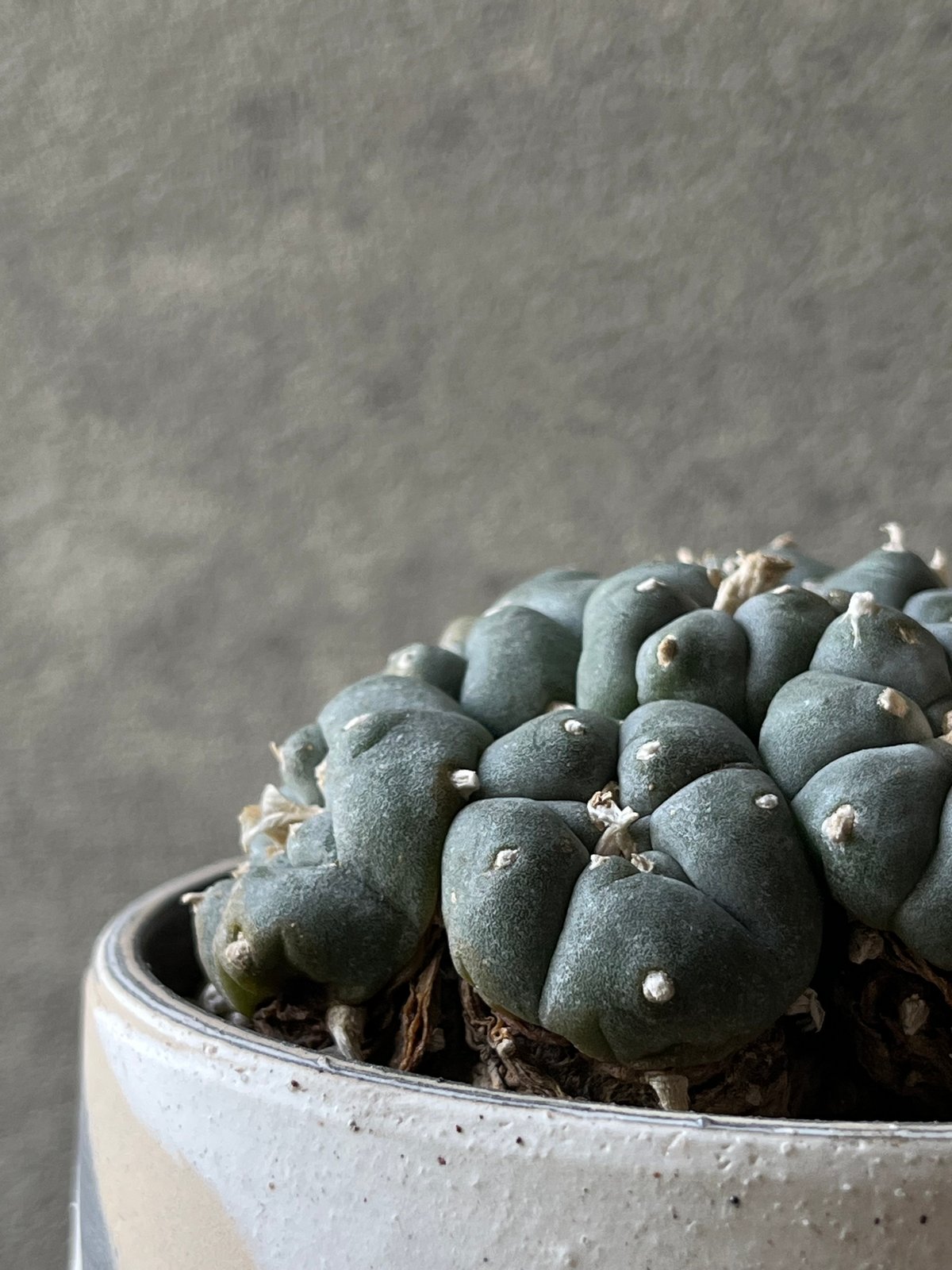 Lophophora williamsii ロフォフォラ 烏羽玉 ウバダマ | ¨MONKEY