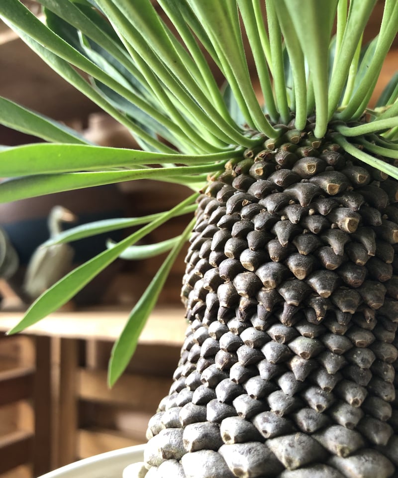 1点もの】Euphorbia bupleurifolia 鉄甲丸 | ¨MONKEY T