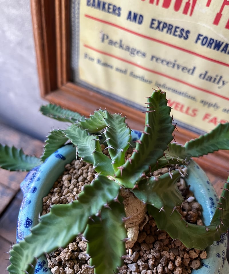 Euphorbia stellata ユーフォルビア ステラータ 飛竜 | ¨MONKEY T