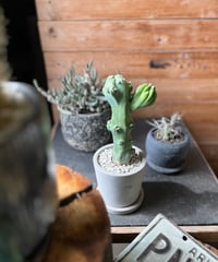 1点もの】Polaskia chichipe silver crystata 雷神閣綴化 |