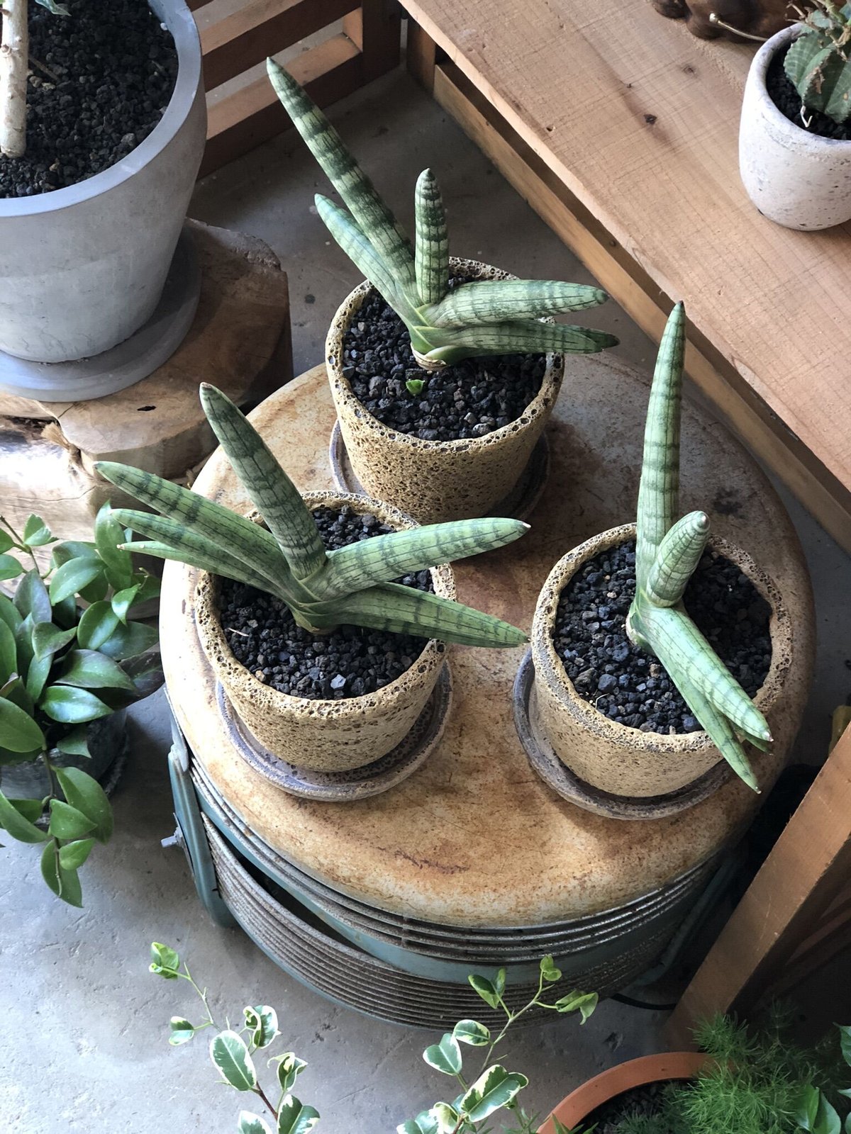 サンセベリア☆ピングイキュラ 極上！斑入り