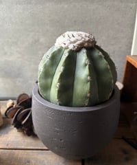 Melocactus cruvispinus メロカクタス クルビスピヌス 棘なし