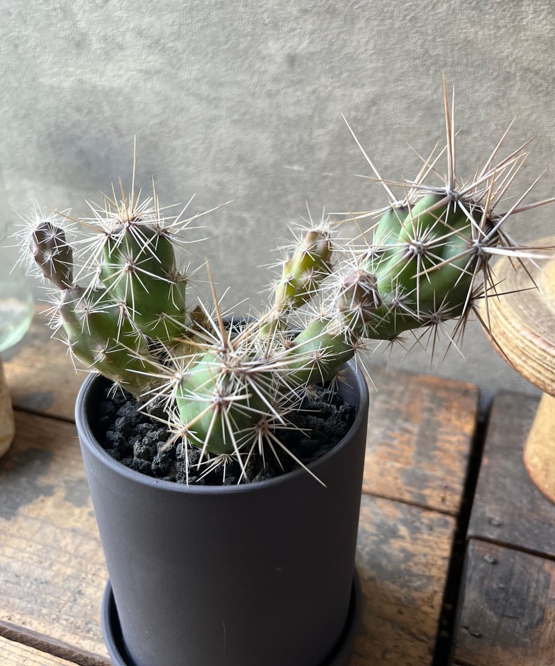 Opuntia invicta オプンチア インビクタ 武者団扇 | ¨MONKEY TREE