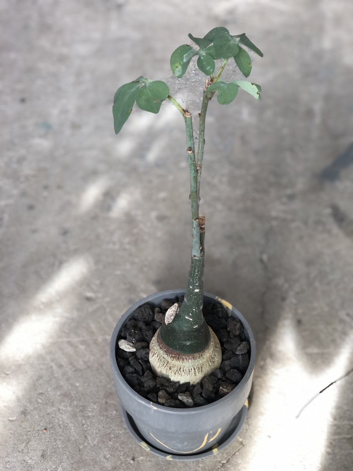 1点もの】Adenia glauca アデニア グラウカ | ¨MONKEY TREE¨ b 1点もの】Adenia glauca アデニア グラウカ | ¨MONKEY TREE¨ b