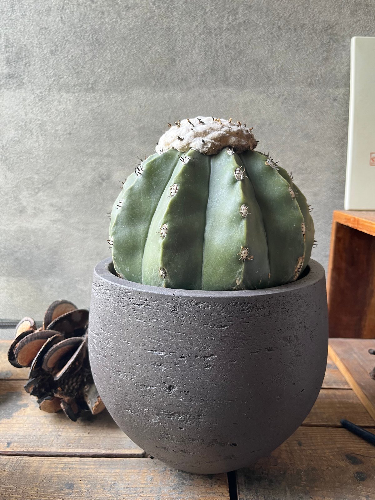 メロカクタス　棘無クルビスピヌス Melocactus cruvispinus メロカクタス クルビスピヌス 棘なし | ¨MO