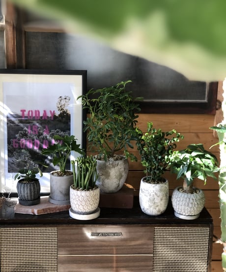 【1点もの】Euphorbia cedrorum ユーフォルビア セドロルム (税込)