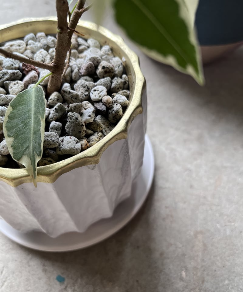 Ficus benjamina“starlight” ベンジャミン・スターライト | ¨M Ficus benjamina“starlight” ベンジャミン・スターライト | ¨M
