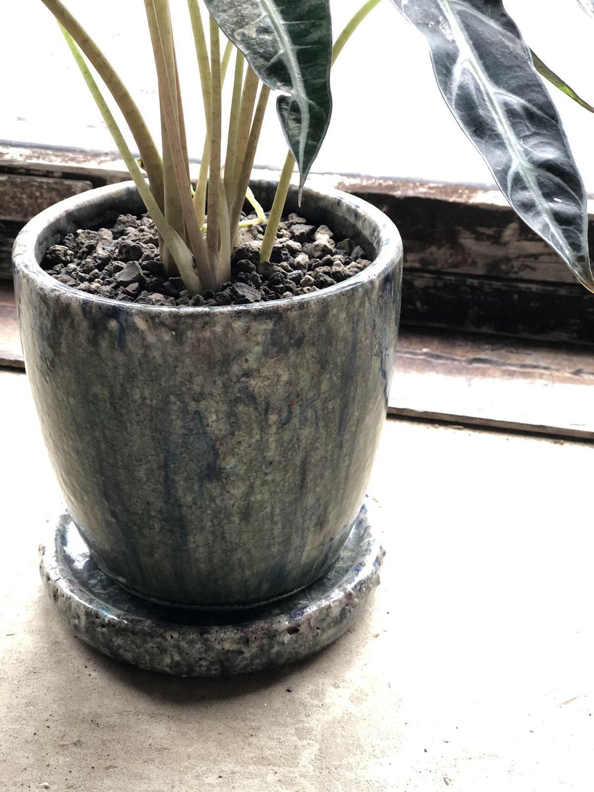 1点もの】Alocasia Bambino Arrow アロカシア バンビーノ | ¨MON 1点もの】Alocasia Bambino Arrow アロカシア バンビーノ | ¨MON