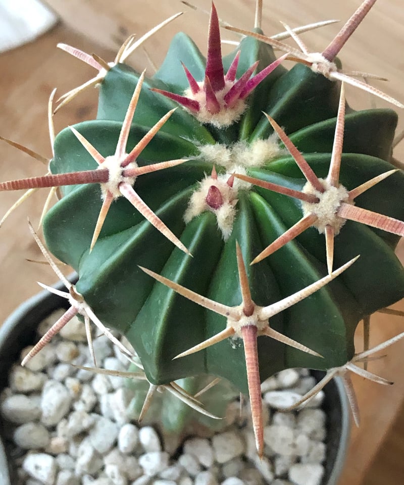 サボテン 1点もの】Homalocephala texensis 綾波 剣峯 | ¨MONKEY TR