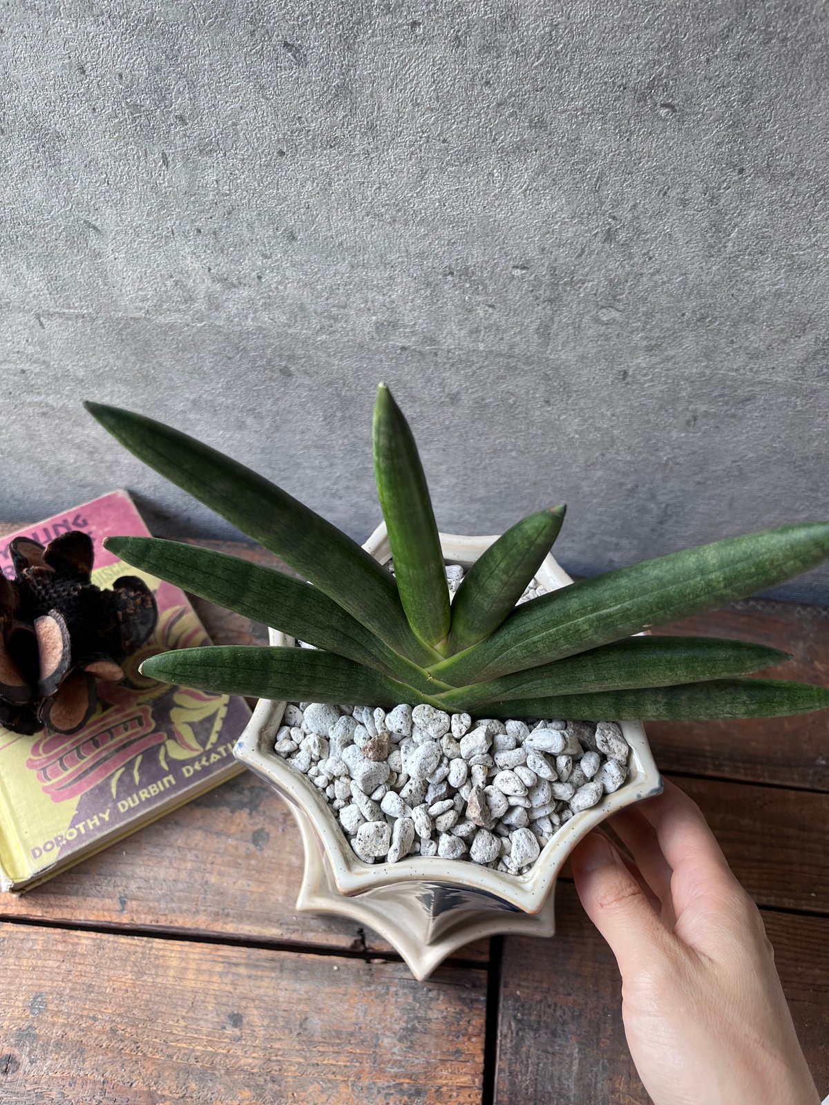 Sansevieria boncellensis サンスベリア 'ブラックボンセレンシス'