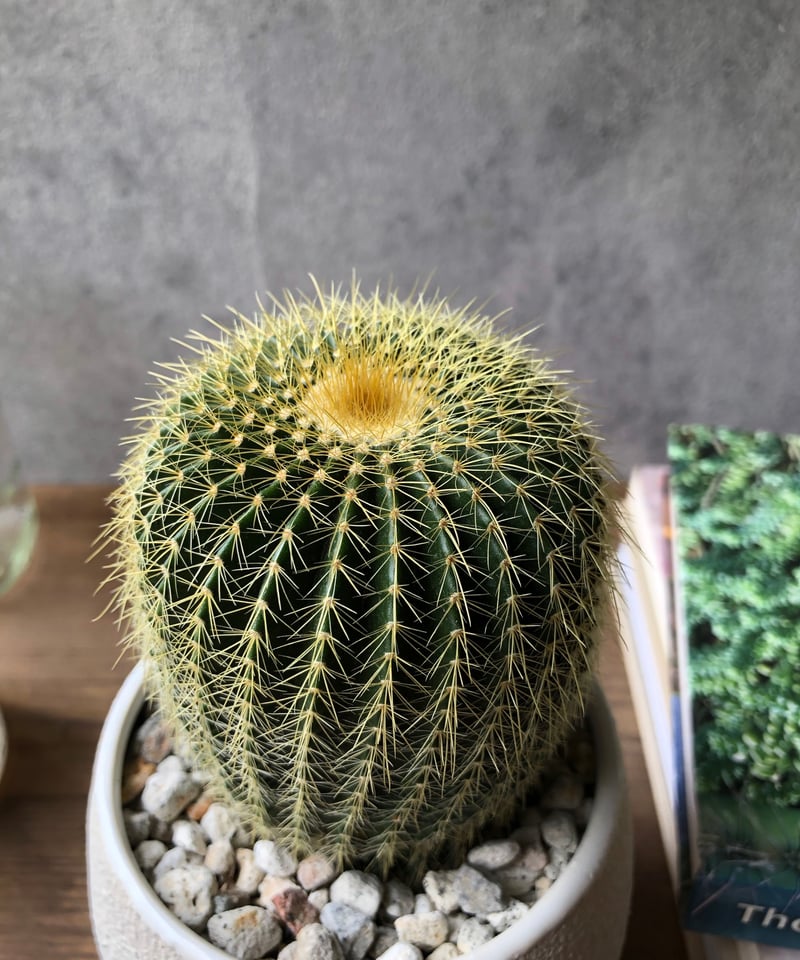 サボテン／観葉植物【3点SET】金晃丸.カポック.アロカシアバンビーノ