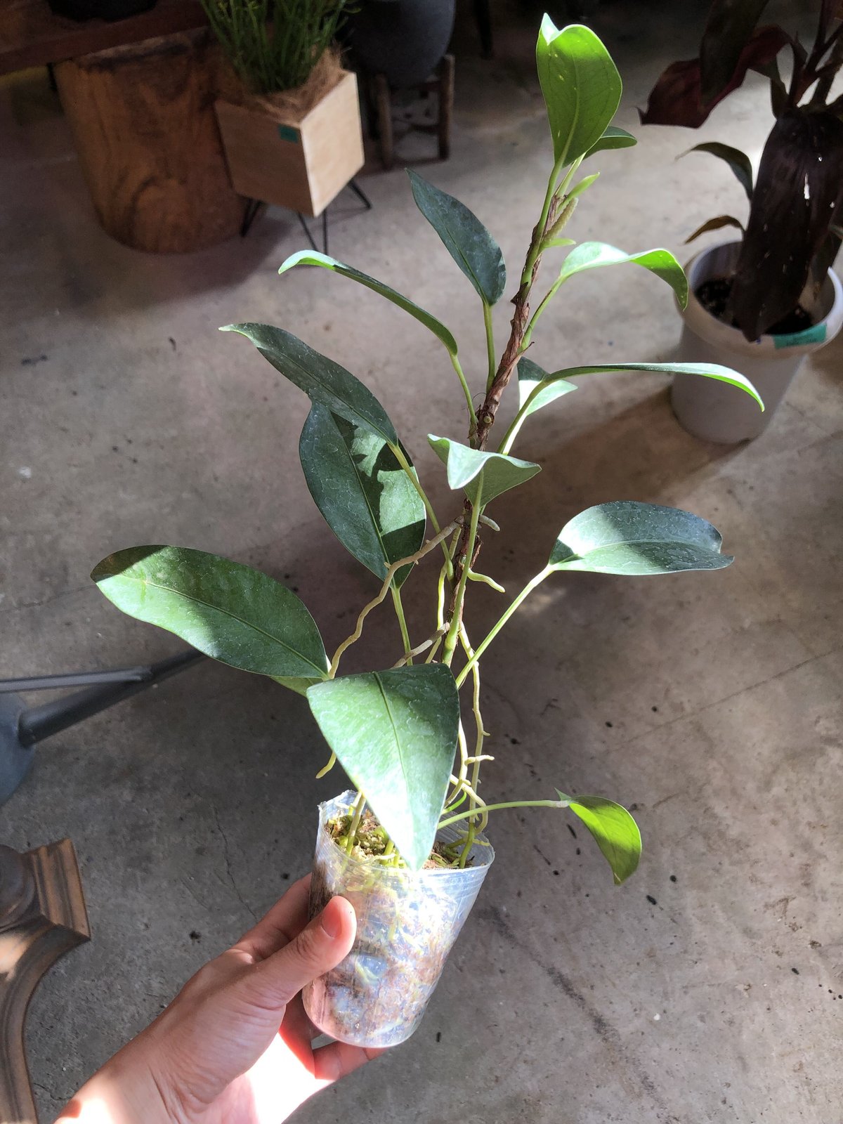 2点】Anthurium scandens アンスリウムスカンデンス | ¨MONKEY T