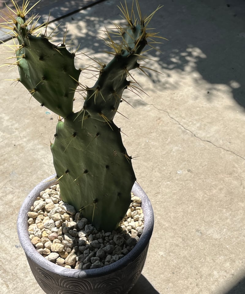 金棘 寒さに強いウチワサボテン | ¨MONKEY TREE¨ by SABOTEN MISSILE