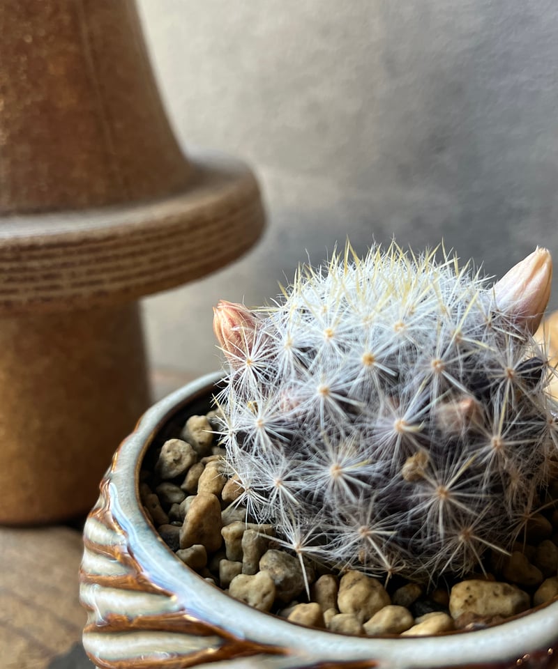 マミラリア苗 Mammillaria prolifera var. texana マミラリア 銀霞 | ¨M