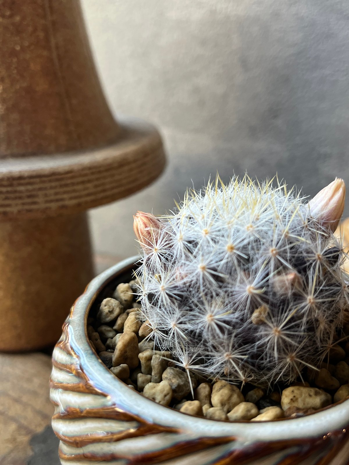 Mammillaria prolifera var. texana マミラリア 銀霞 | ¨M