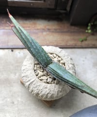 【1点もの】Aloe suprafoliata アロエ スプラフォリアータ