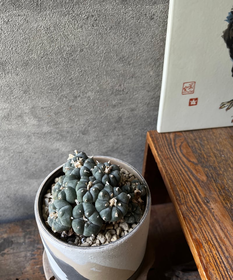 Lophophora williamsii ロフォフォラ 烏羽玉 ウバダマ | ¨MONKEY