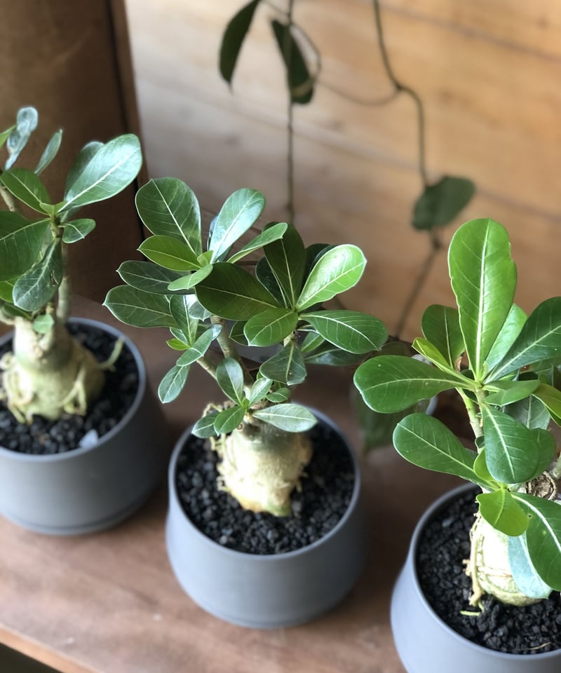 adenium obesum アデニウム砂漠のバラ | ¨MONKEY TREE¨ by