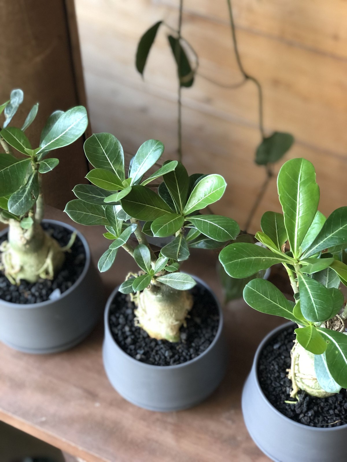 adenium obesum アデニウム砂漠のバラ | ¨MONKEY TREE¨ by