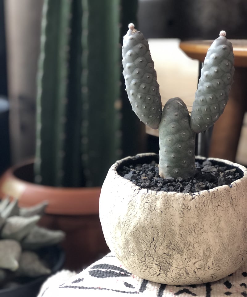 Tephrocactus articulatus var. inermis 松笠団扇 | ¨M