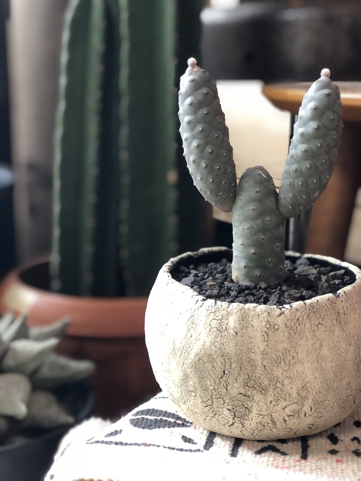 Tephrocactus articulatus var. inermis 松笠団扇 | ¨M