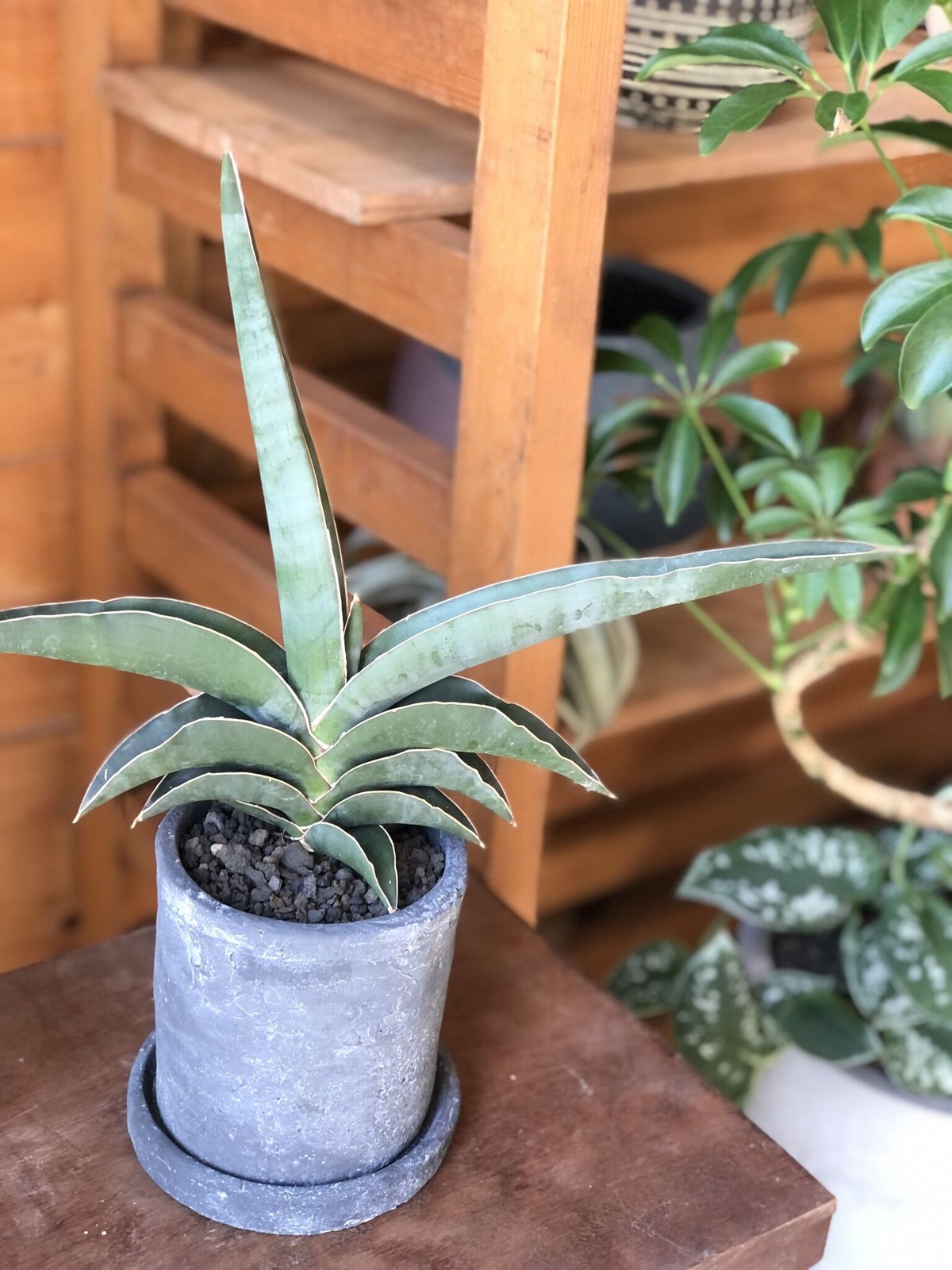 サンスベリア ロブスター 斑入り S.Lobster Variegated 2