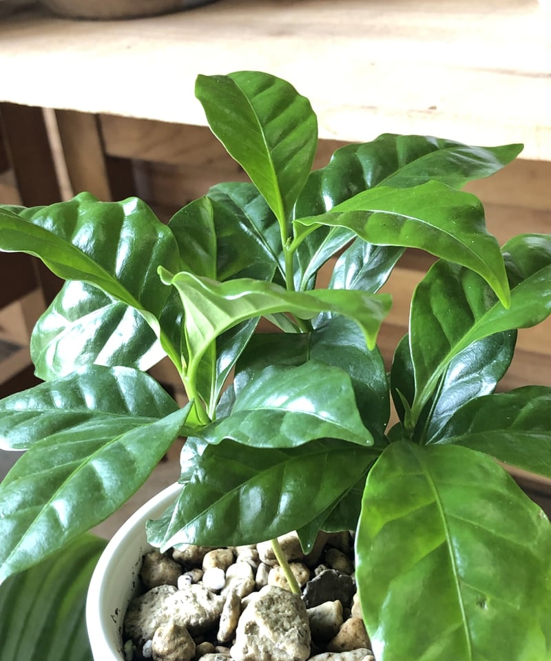 Coffea arabica コーヒーの木アラビカ種 | ¨MONKEY TREE¨ by