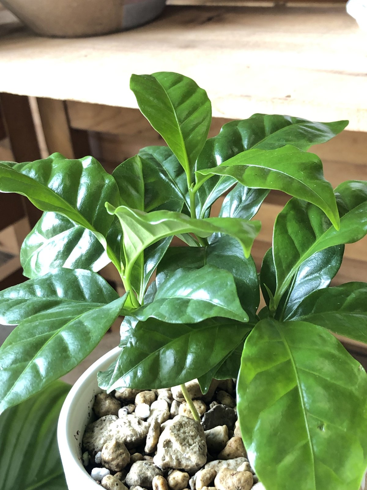 Coffea arabica コーヒーの木アラビカ種 | ¨MONKEY TREE¨ by