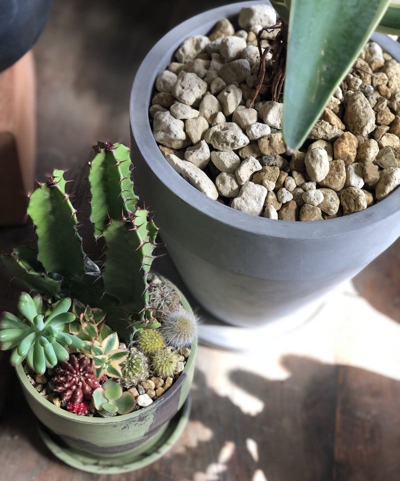 1点もの】 Euphorbia acrurensis ユーフォルビア大雲閣 寄せ植え |