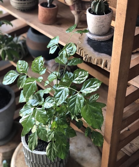 【1点もの】Araliaceae HeteroPanax ヘテロパナックス