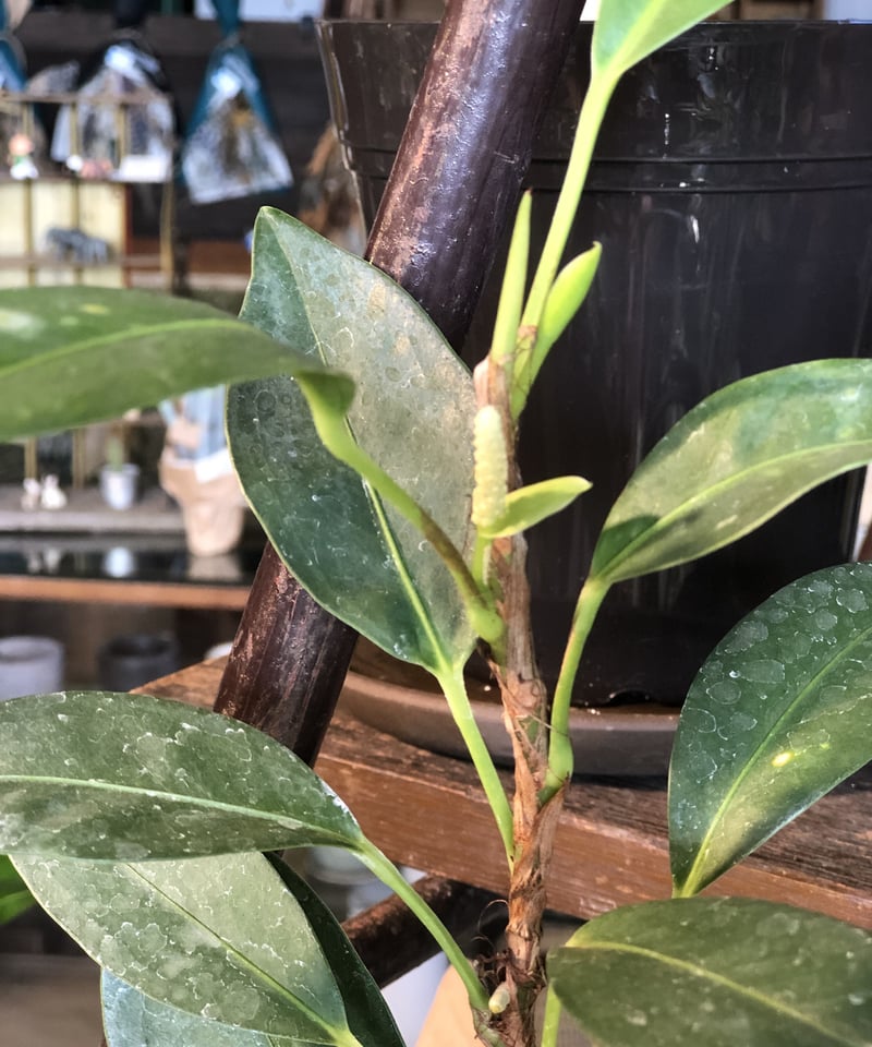 2点】Anthurium scandens アンスリウムスカンデンス | ¨MONKEY T