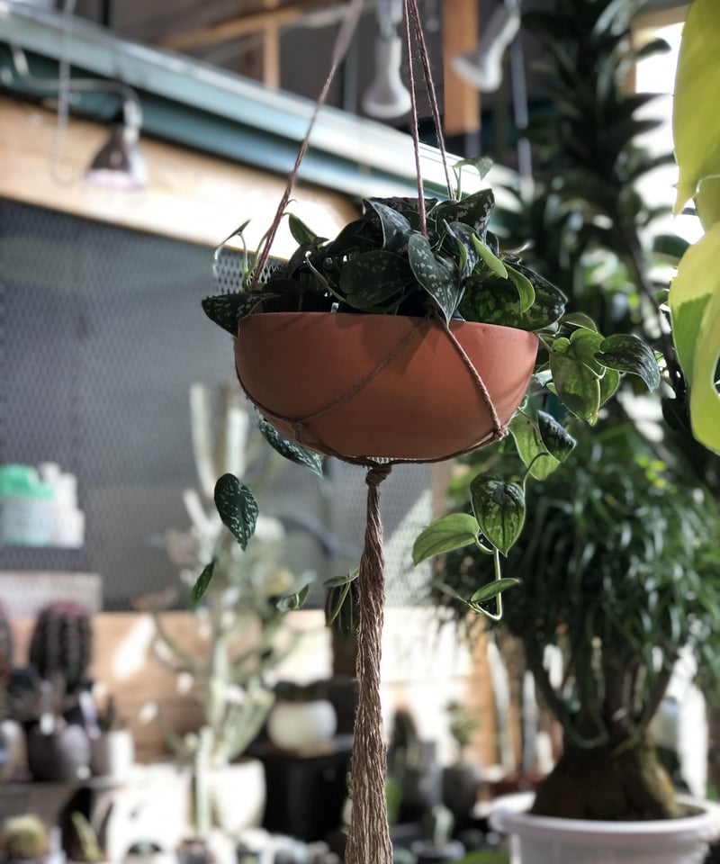 1点もの】ハンギング Scindapsus pictus スキンダプサス ピクタス