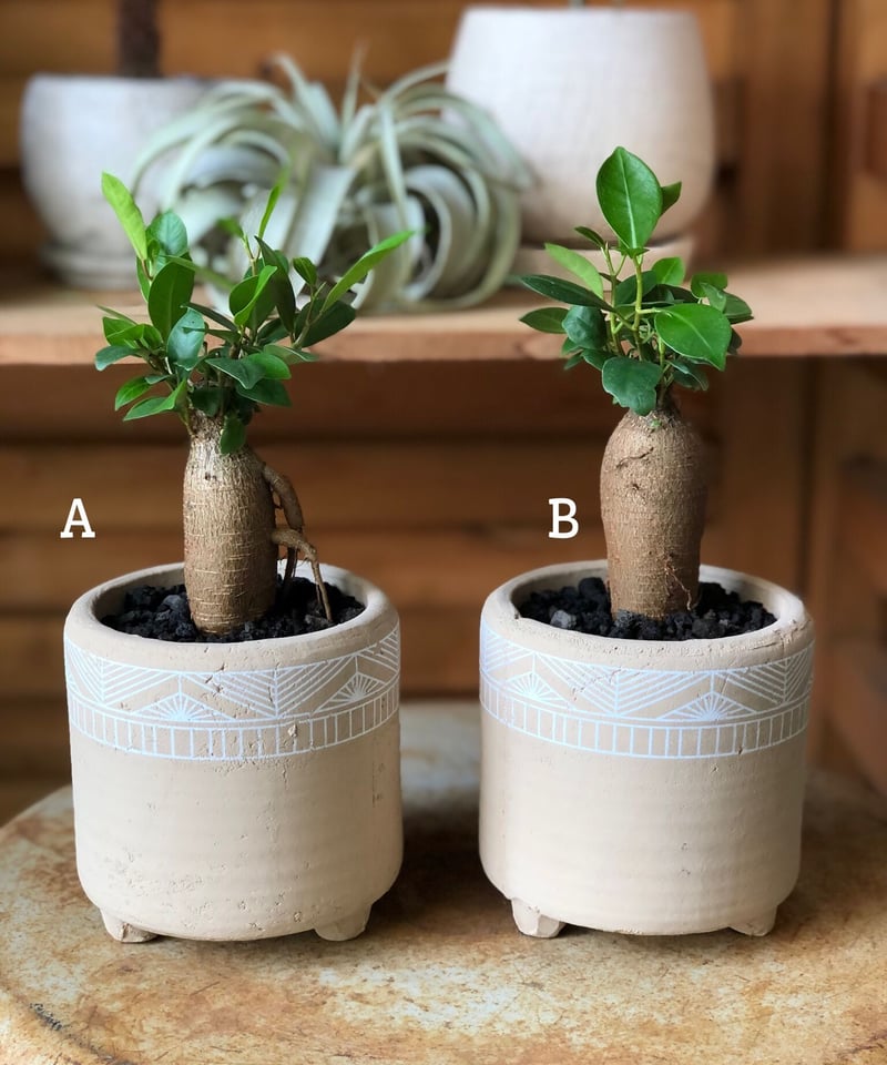 ガジュマル27 ガジュマル27 ガジュマル27 【公式通販】