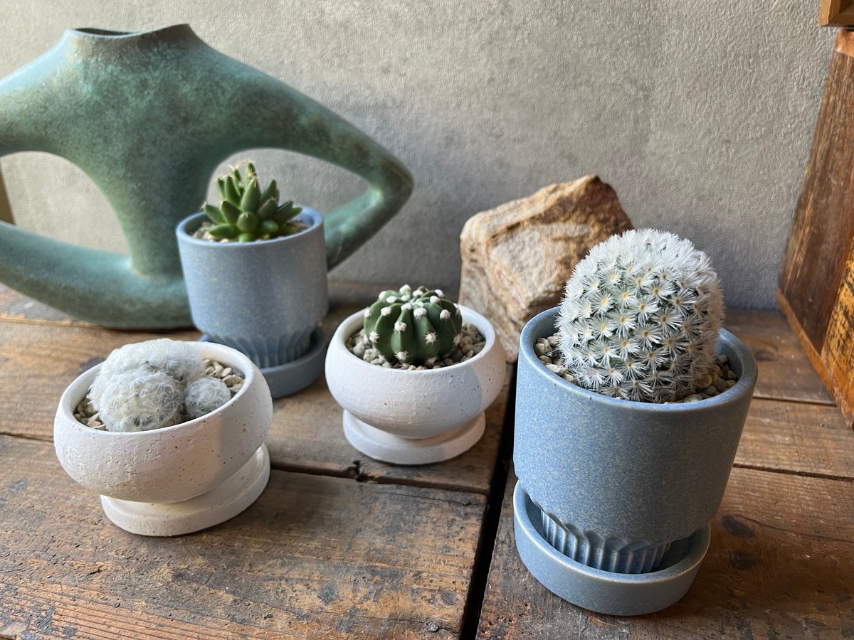Mammillaria plumosa 白星 | ¨MONKEY TREE¨ by SABOT Mammillaria plumosa 白星 | ¨MONKEY TREE¨ by SABOT