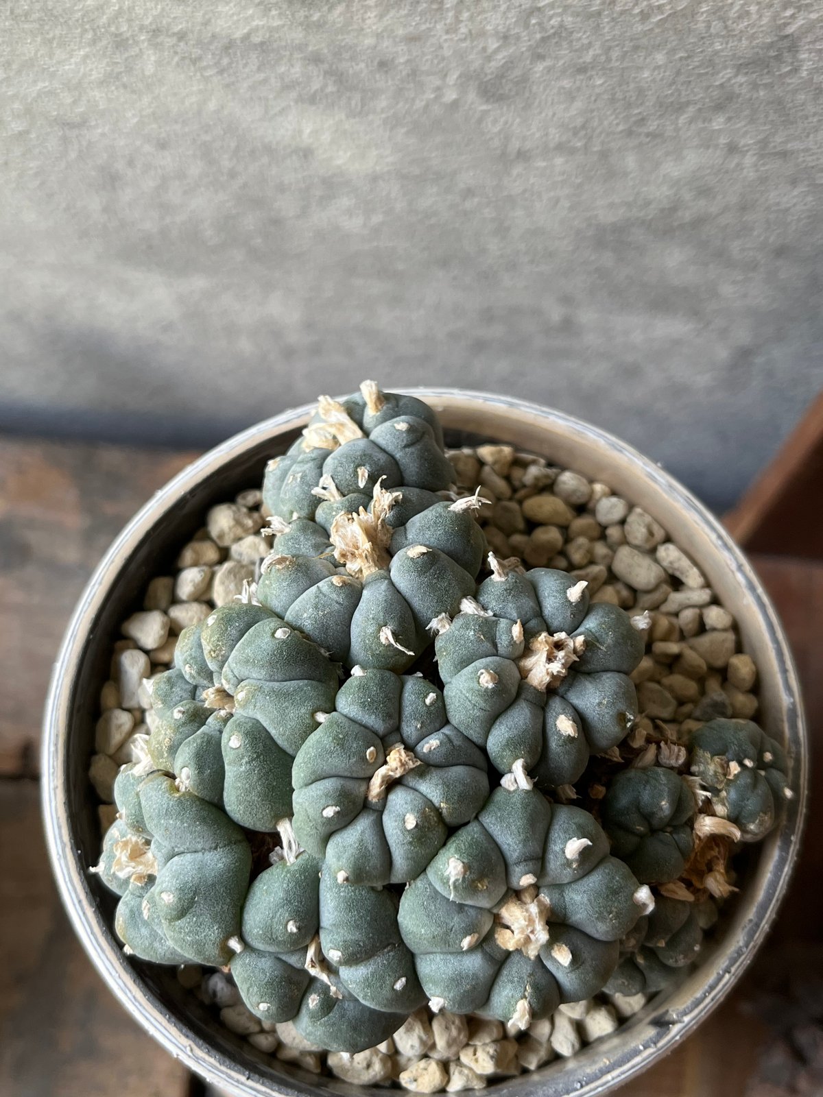 Lophophora williamsii ロフォフォラ 烏羽玉 ウバダマ | ¨MONKEY