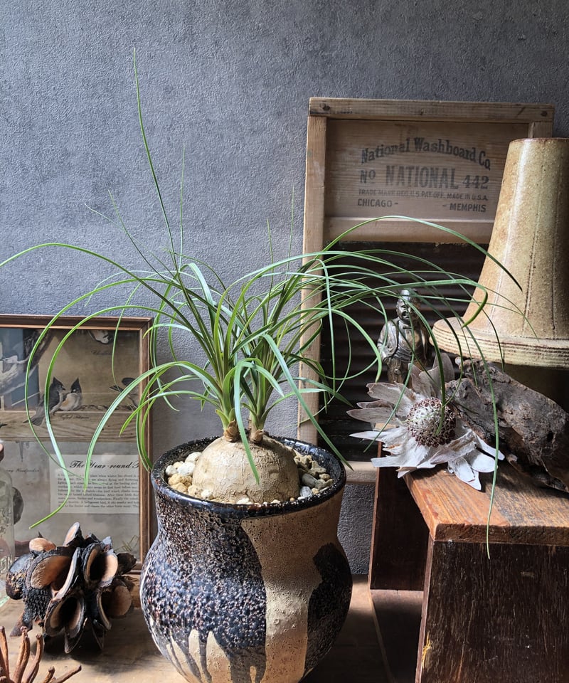 現物「トックリラン・ポニーテール」８号　100ｃｍ　Beaucarnea 現物「トックリラン・ポニーテール」8号 100cm Beaucarnea