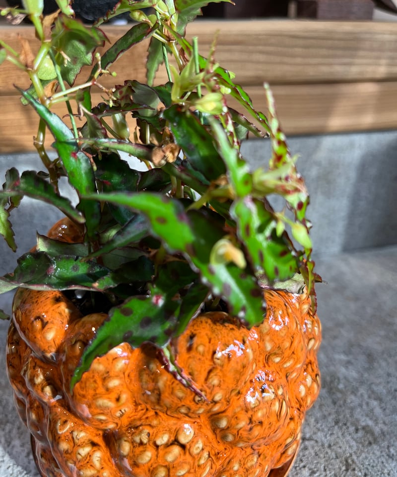 Begonia amphioxus ベゴニア アンフィオクサス | ¨MONKEY TREE¨