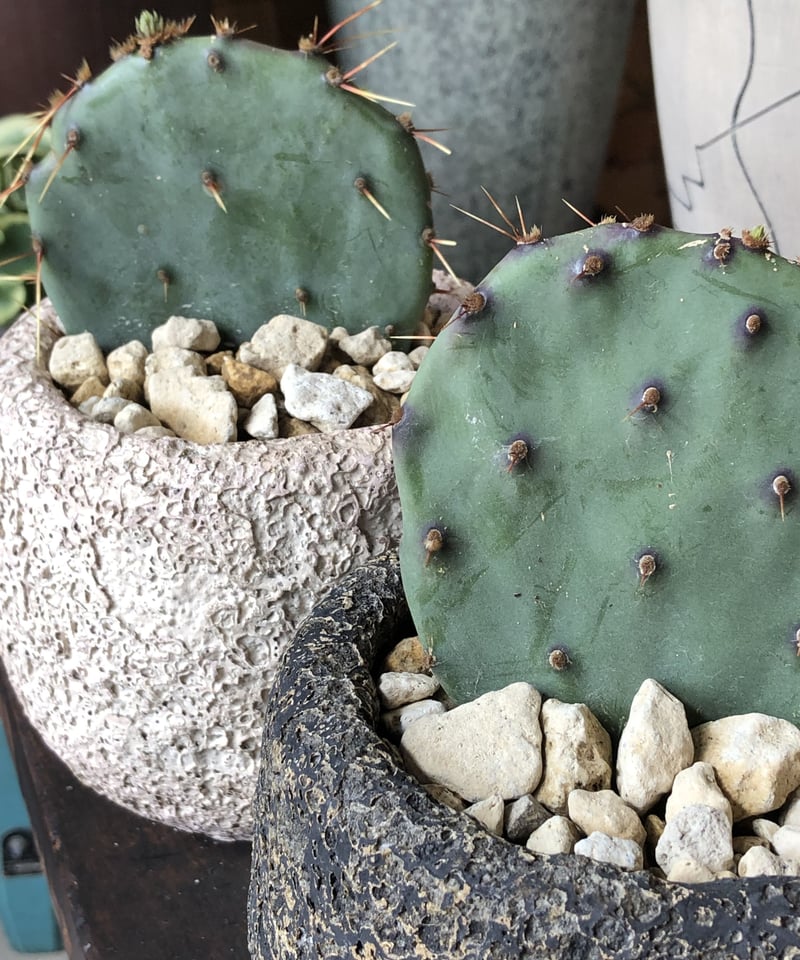 Opuntia santarita サンタリタ | ¨MONKEY TREE¨ by SAB