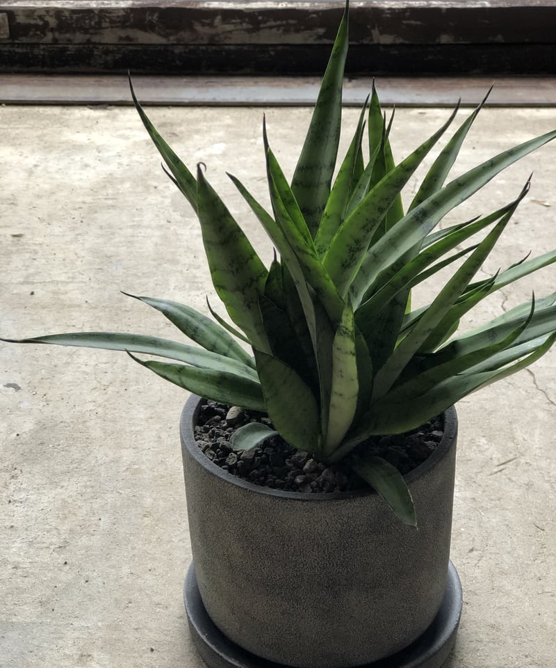 1点もの】Sansevieria Silver princess サンスベリア シルバー