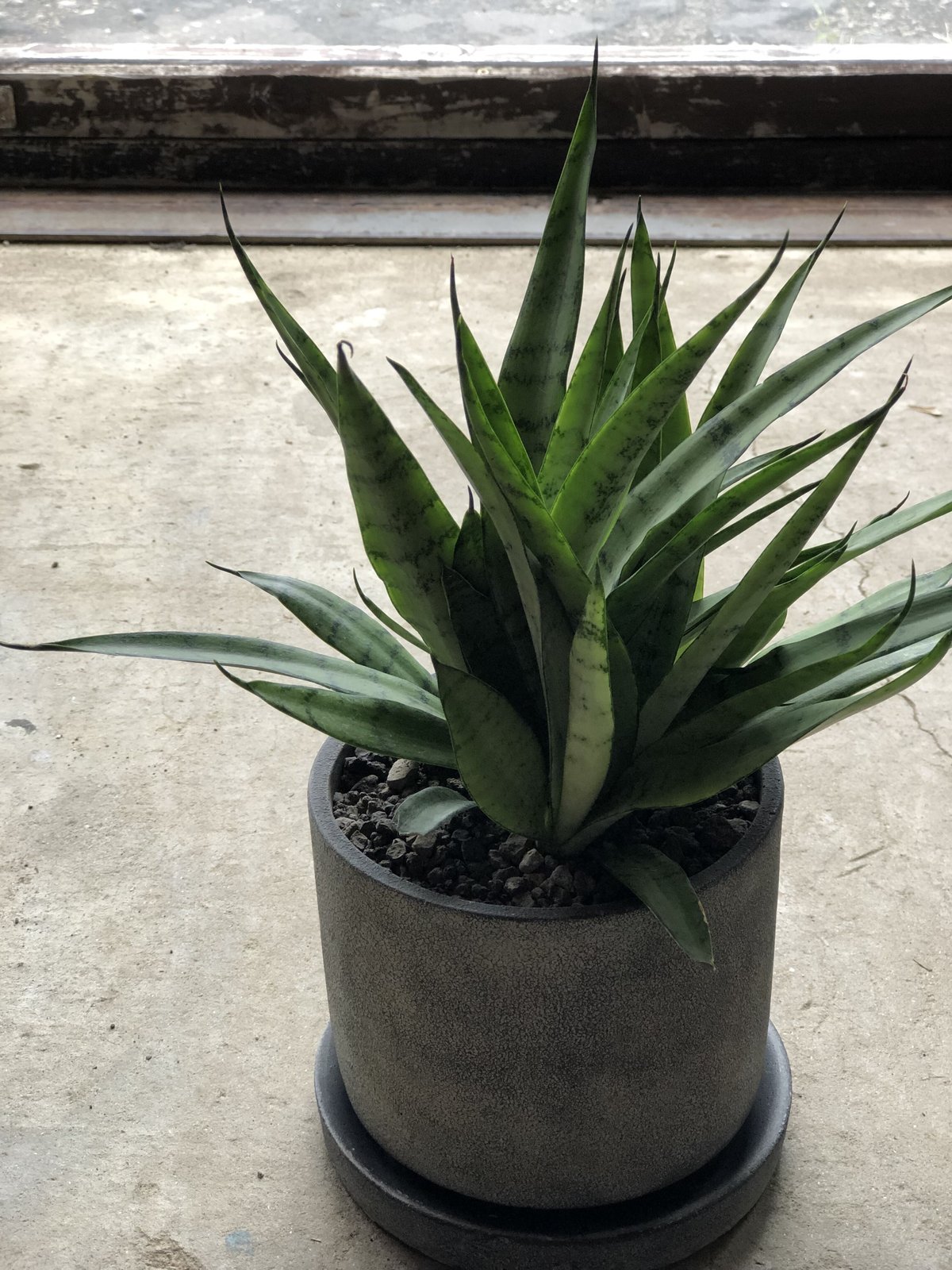 1点もの】Sansevieria Silver princess サンスベリア シルバー 1点もの】Sansevieria Silver princess サンスベリア シルバー